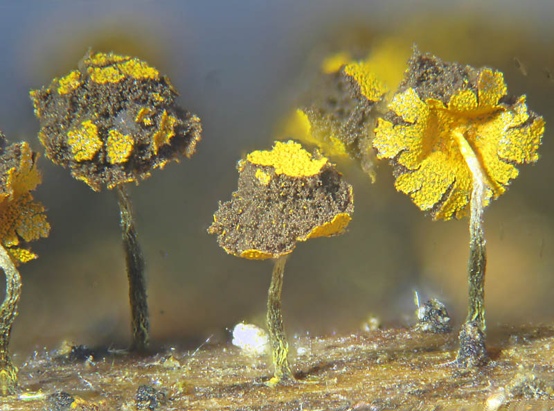 Physarum (viride)